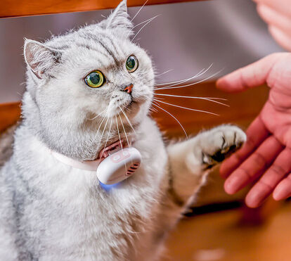 Será este o maior sonho de qualquer tutor de animais? Esta coleira promete traduzir miados e latidos dos nossos pets