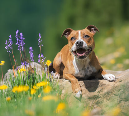 Alerta no verão! Os 5 sinais de perigo que mostram que o seu cão ou gato está a sofrer com o calor