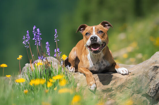 + info da área As temperaturas estão a subir! Onda de calor pode agravar alergias em cães e gatos, alertam veterinários