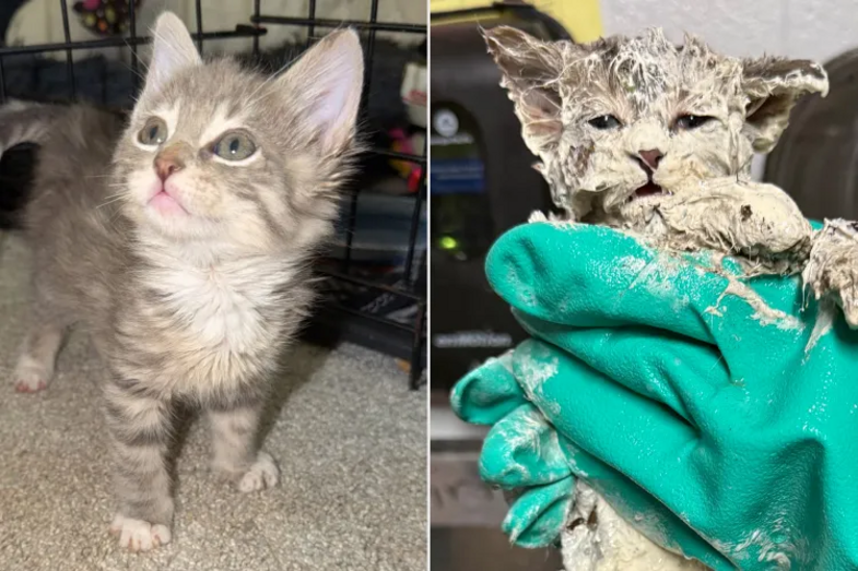 Um verdadeiro milagre! Gatinho preso num balde de cola sobrevive e encontra uma família