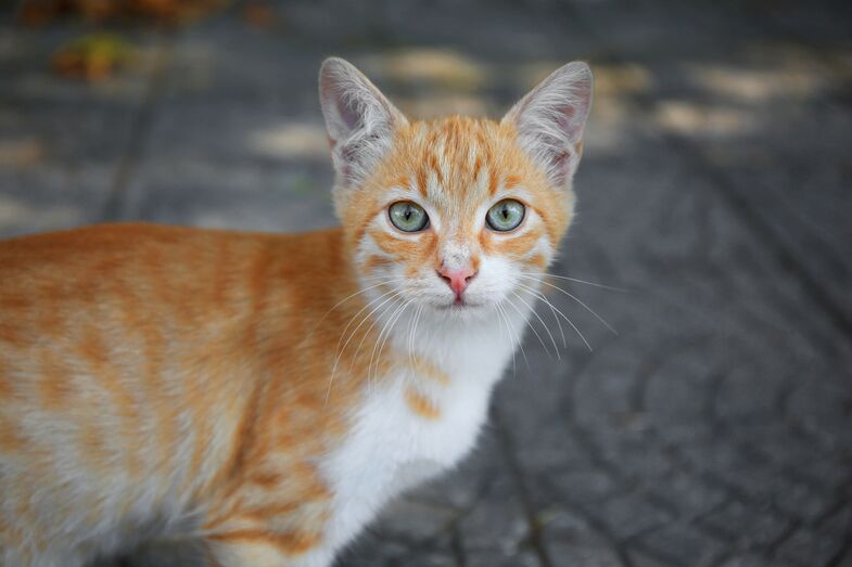 Mistério resolvido! Os gatos ruivos afinal têm uma mutação única e rara no mundo animal