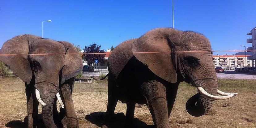 O fim de uma era! Julie, a última elefante de circo do país vai inaugurar o primeiro Santuário em Portugal