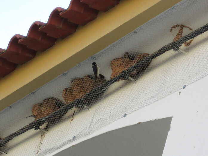 Ninhos de Andorinhas