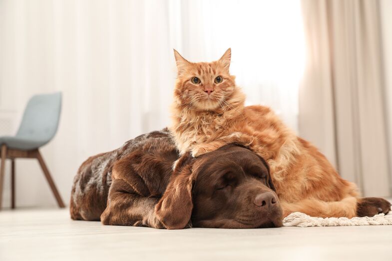 Da criação ao comércio. União Europeia impõe novas regras para proteger cães e gatos