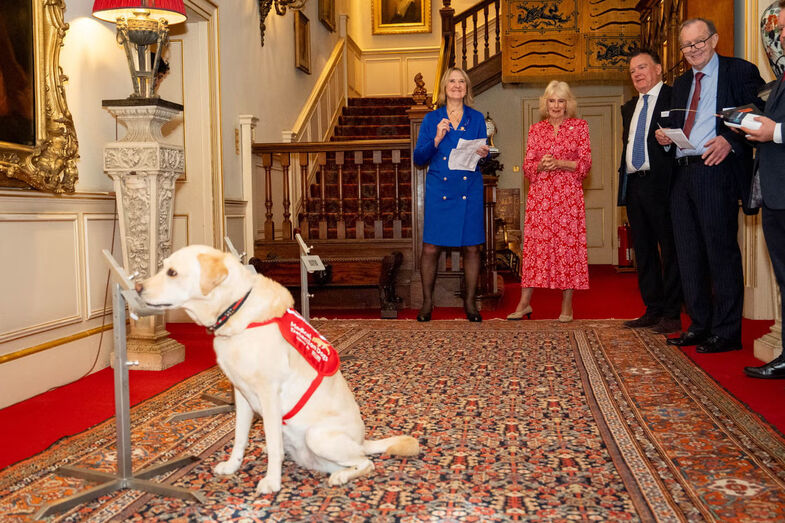 Estes cães conseguem identificar cancro pelo olfato. E impressionaram a Rainha Camilla