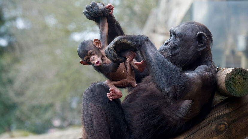 Já está a pensar no Dia da Mãe? Pode ajudar a escolher o nome da nova cria de chimpanzé do Jardim Zoológico de Lisboa