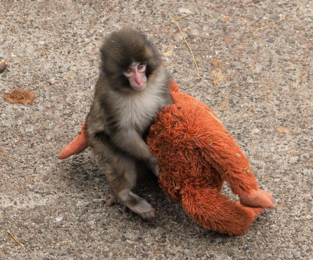 Punch, o pequeno macaco órfão que está a derreter corações ao não largar a sua "mãe-peluche"