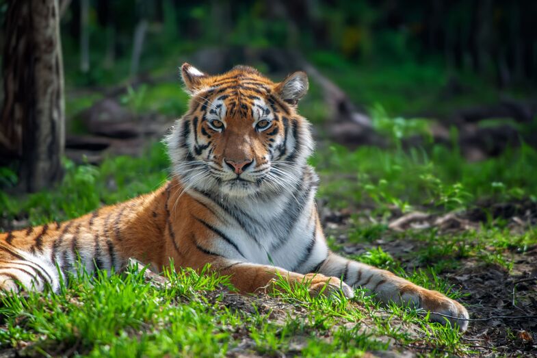 Tragédia na Alemanha. Tigre da "Rainha dos Tigres" foge e deixa homem gravemente ferido
