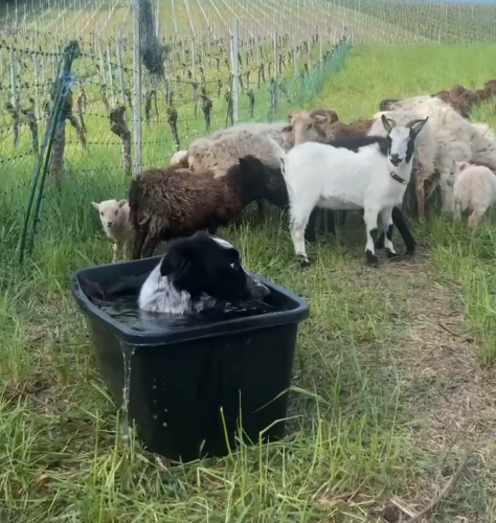 Este Border Collie invadiu o bebedouro das cabras. E a reação dos animais tornou-se viral