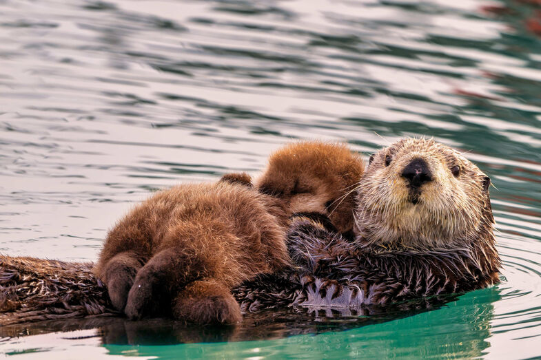 Lontra com bebés