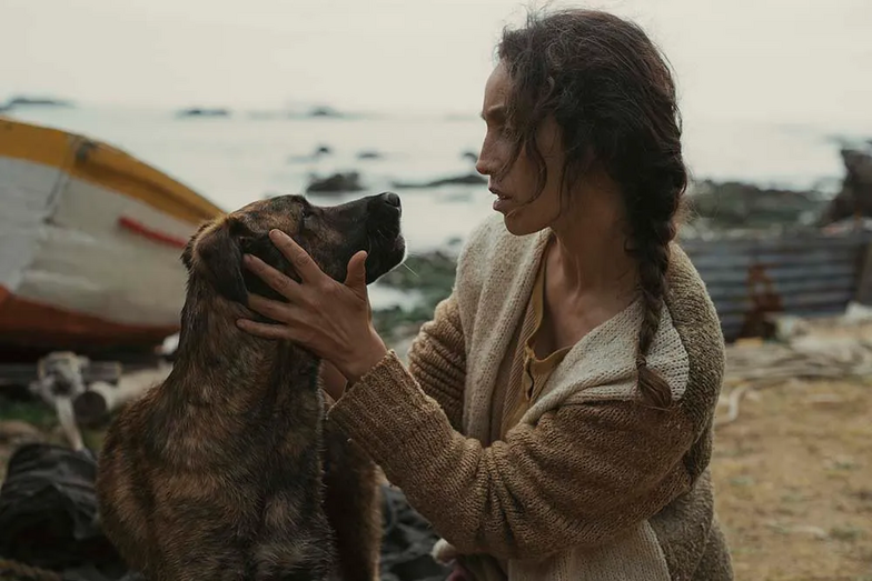 Yuri, a cadela resgatada que conquistou Cannes, vence prémio Palm Dog