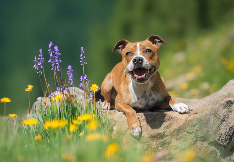 + info da área As temperaturas estão a subir! Onda de calor pode agravar alergias em cães e gatos, alertam veterinários