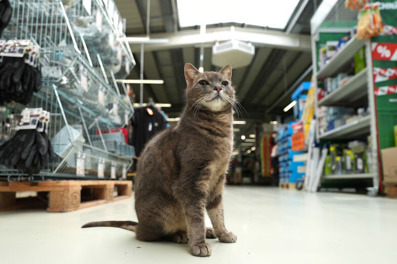 A estrela da equipa! Conheça Lotti, a gata que 'trabalha' numa loja de bricolage na Alemanha