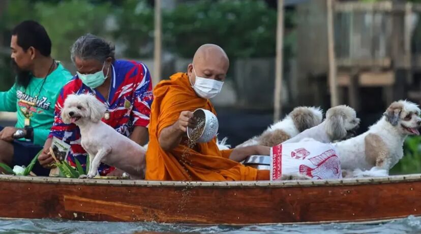 o monge budista Luang Por Chamnan parte para a tradicional recolha de esmolas ao longo do rio Chao Phraya acompanhado por um grupo de cães resgatados