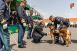 Um verdadeiro herói de quatro patas Cão da GNR recebe Medalha de Mérito após ter sido baleado