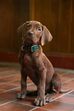Momento histórico na televisão! Nova série de "Scooby Doo" da Netflix vai ter um cão real pela primeira vez