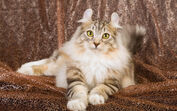 American Curl
