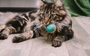Ratos, brinquedos e outras ofertas. Descubra porque é que os gatos costumam dar "presentes" aos tutores