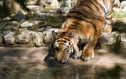 Há novos tigres no Zoo de Lisboa