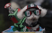 O pato Merlin já tem companhia. Conheça Osito, o cão que também se tornou uma mascote do México no Mundial