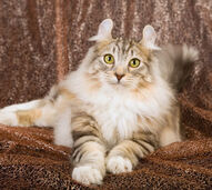 American Curl