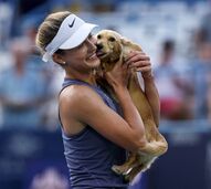 Raquetes, troféus e patinhas. Conheça os cães que estão a fazer furor nos Grand Slams de ténis
