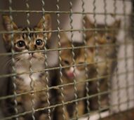 Vietname: polícia desmantela rede de tráfico de gatos e resgata mais de 400 felinos