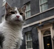 Primeiros-Ministros vão e vêm. Mas há alguém que continua no cargo de sempre: o gato Larry