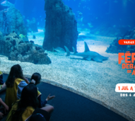 O Campo de Férias do Oceanário de Lisboa está de volta! E promete um verão cheio de descobertas, ciência e muita diversão