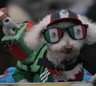 O pato Merlin já tem companhia. Conheça Osito, o cão que também se tornou uma mascote do México no Mundial
