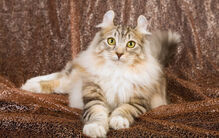 American Curl