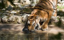 Há novos tigres no Zoo de Lisboa