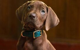 Rendidos à fofura: veja as primeiras imagens do cachorrinho de carne e osso que vai ser o novo Scooby-Doo