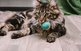 O amor também se mede em 'presentes': o verdadeiro significado das oferendas que os gatos deixam aos tutores