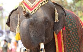 Esta pode ser uma vitória para o mundo animal! Bollywood debate uso de robôs e IA após pressão de defensores animais