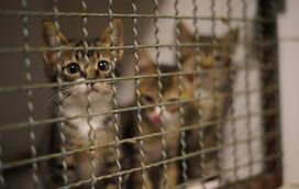 Mais de 400 felinos resgatados no Vietname! Polícia desmantela rede de tráfico de gatos 