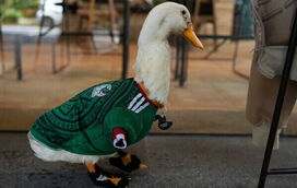O que seria do Mundial sem uma mascote animal? Conheça Merlín, o pato que torce pelo México e que está a conquistar o mundo