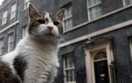 Reino Unido muda de Primeiro-Ministro mas o Chief Mouser mantém-se. Gato Larry continua em Downing Street