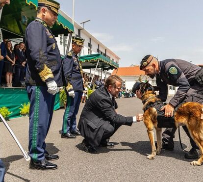 Um verdadeiro herói de quatro patas Cão da GNR recebe Medalha de Mérito após ter sido baleado