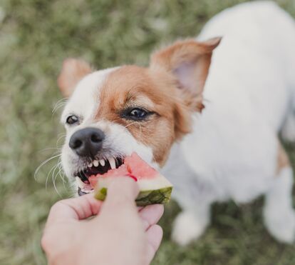 Gelados naturais? Descubra as 6 frutas que vão refrescar o seu patudo nos dias de calor