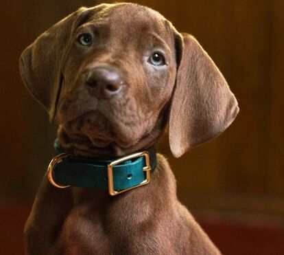 Rendidos à fofura: veja as primeiras imagens do cachorrinho de carne e osso que vai ser o novo Scooby-Doo