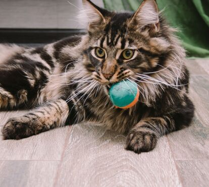 O amor também se mede em 'presentes': o verdadeiro significado das oferendas que os gatos deixam aos tutores