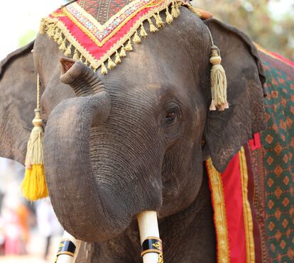 Esta pode ser uma vitória para o mundo animal! Bollywood debate uso de robôs e IA após pressão de defensores animais