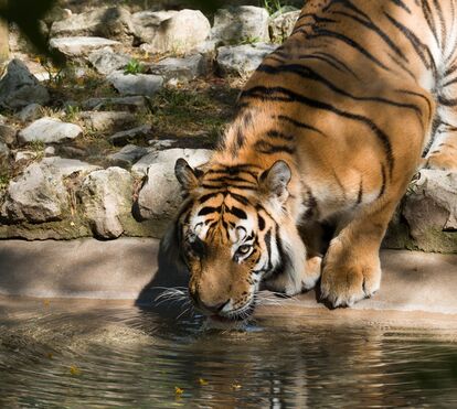 Há dois novos tigres no Zoo de Lisboa! Venha dar-lhes as boas-vindas