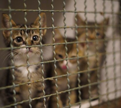 Mais de 400 felinos resgatados no Vietname! Polícia desmantela rede de tráfico de gatos 
