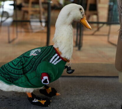 O que seria do Mundial sem uma mascote animal? Conheça Merlín, o pato que torce pelo México e que está a conquistar o mundo