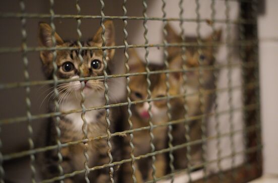 Vietname: polícia desmantela rede de tráfico de gatos e resgata mais de 400 felinos
