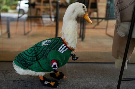 Adorável! Este é o Merlin, a mascote não oficial do México que está a conquistar o mundo