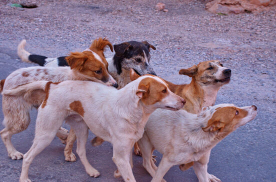 Açores lideram abandono de animais de companhia. Centros de recolha estão sobrelotados