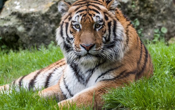 Tigre da Sibéria